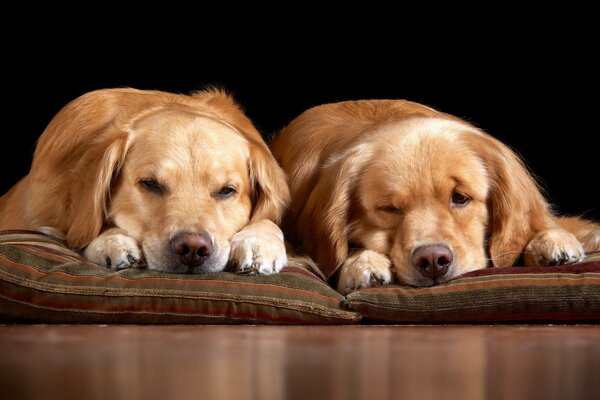 Cozy pets. Dogs fall asleep