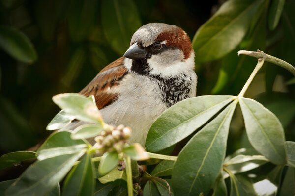 Moineau assis sur une branche dans les feuilles