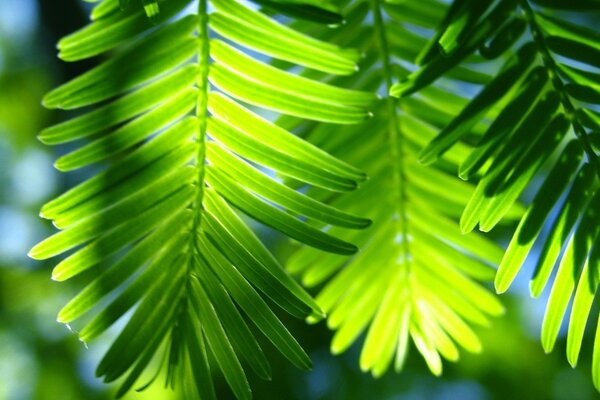 The beauty of tropical palm trees with green leaves