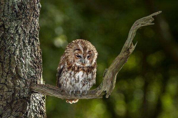 An owl is sitting on a dry tree branch