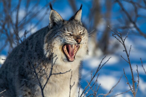 The wildcat yawns. Fluffy lynx