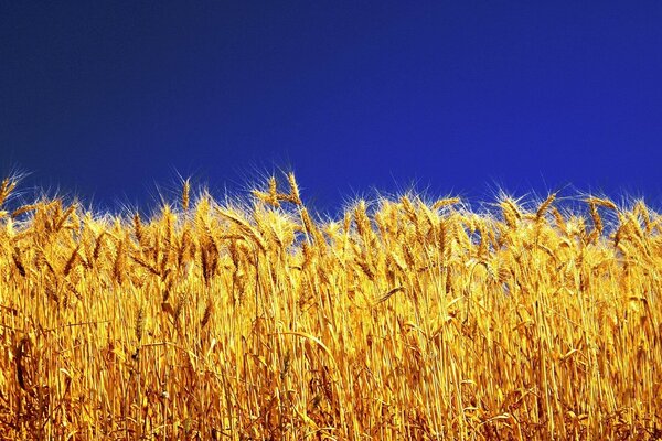 Rye is mowing in the field against the blue sky