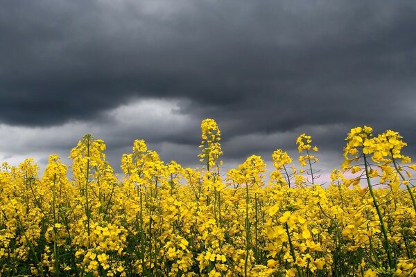 Yellow flowers on a background of gray clouds
