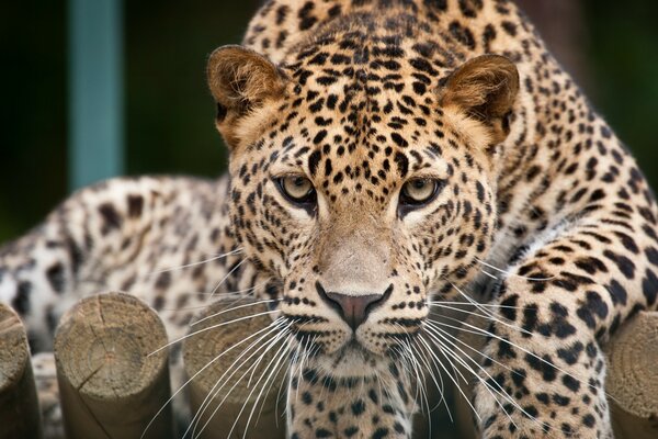 Leopardo sdraiato sui tronchi