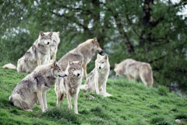 Manada de lobos en la hierba verde