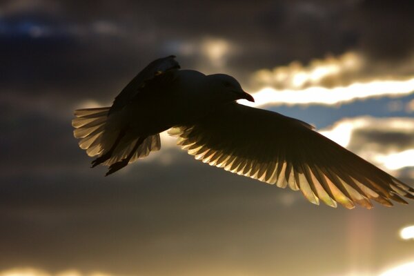 Silhouette di un uccello nel processo di volo