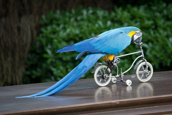 Голубой попугай катается на четырёхколесном велосипеде