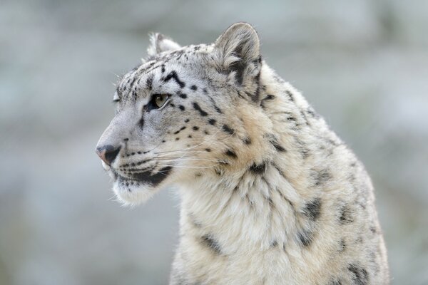 The albino leopard looks into the distance