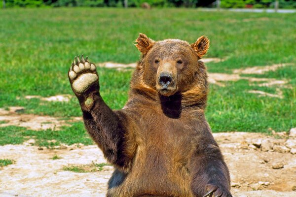 Orso bruno che saluta