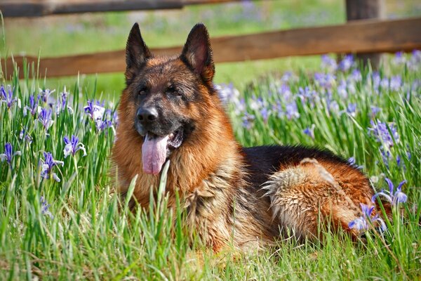 German Shepherd lies in the grass with flowers