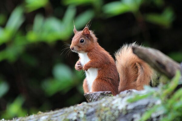 A red squirrel sitting on a branch