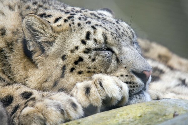 Sleeping leopard muzzle close-up