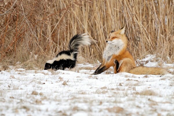 Renard avec mouffette situation hivernale dans les roseaux