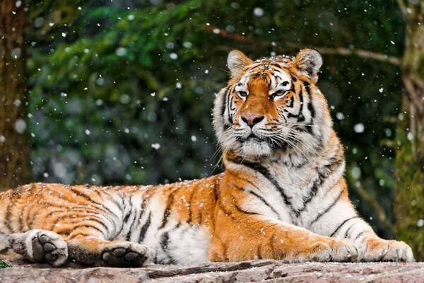 A magnificent tiger lies against the background of nature