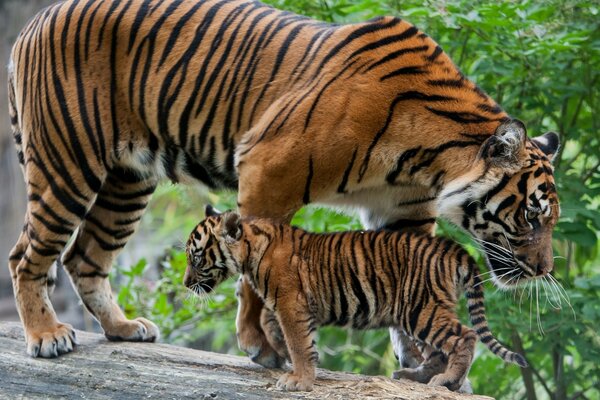 Tiger cub and his mom
