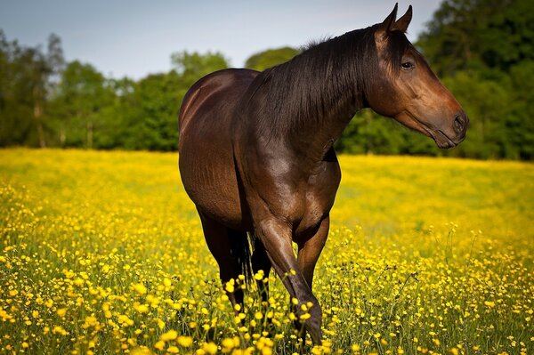 Bellissimo cavallo nel prato fiorito