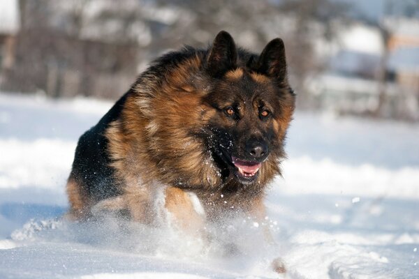 Lush German Shepherd on white snow