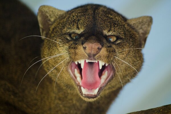 Gatto selvatico. Ruggito furioso. Zanne bianche come la neve