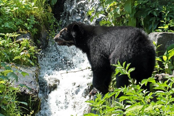 A bear stands in the grass against the backdrop of a waterfall