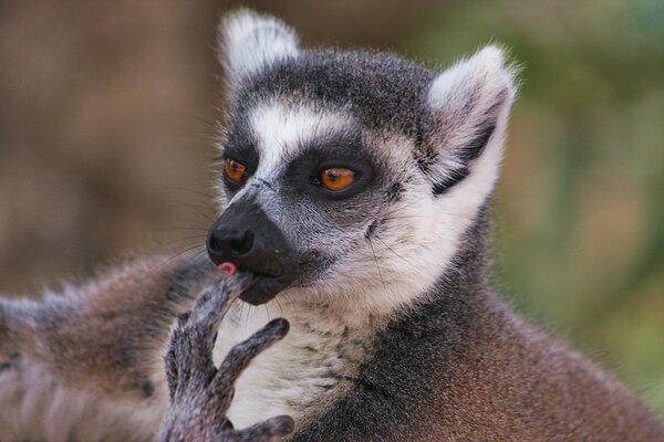 Lemur gibt vor, nachgedacht zu haben