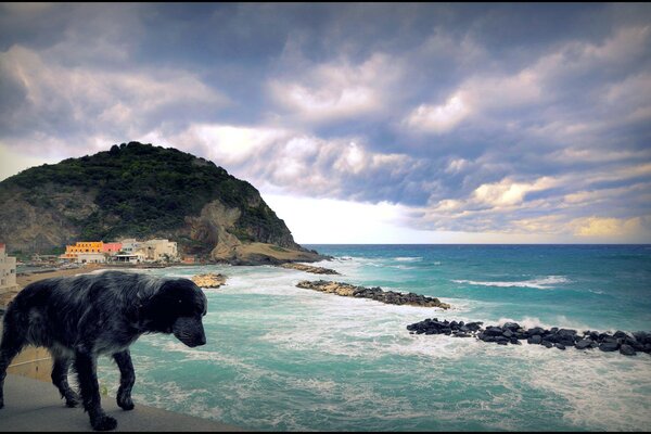 Cane in riva al mare e rocce