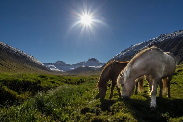Милые лошадки под солнцем на исландском лугу
