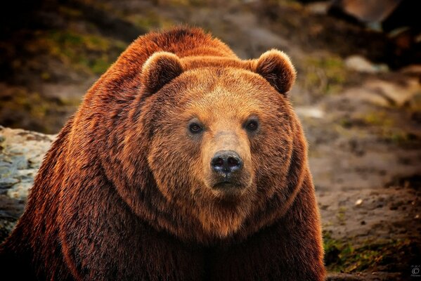 A brown bear is looking at us