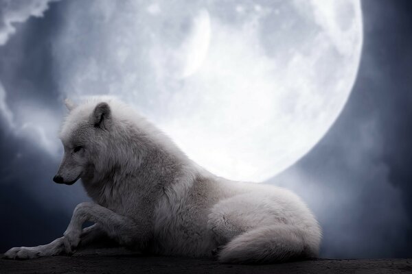 The white wolf lies under the moon at night and waits for his friend
