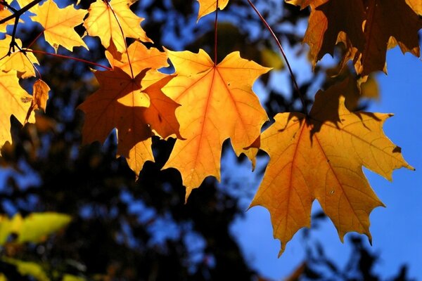 Yellow maple leaves on a branch