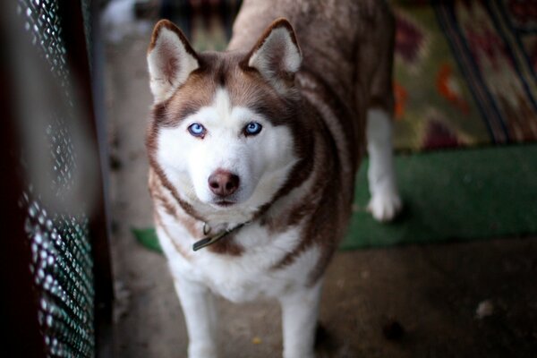 Le regard dévoué d un chien aux yeux bleus