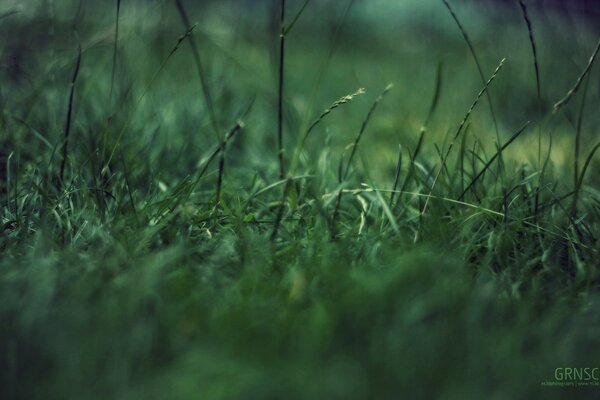 Rocío de la mañana en la hierba verde