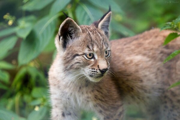 Lince gato salvaje salió a buscar algo de comida