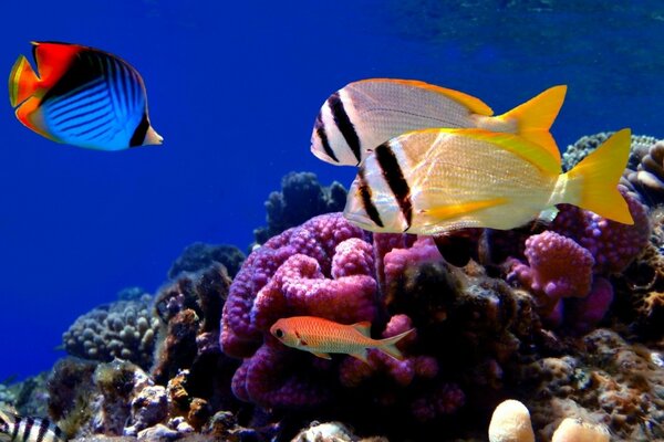 Colorful fish in the underwater world