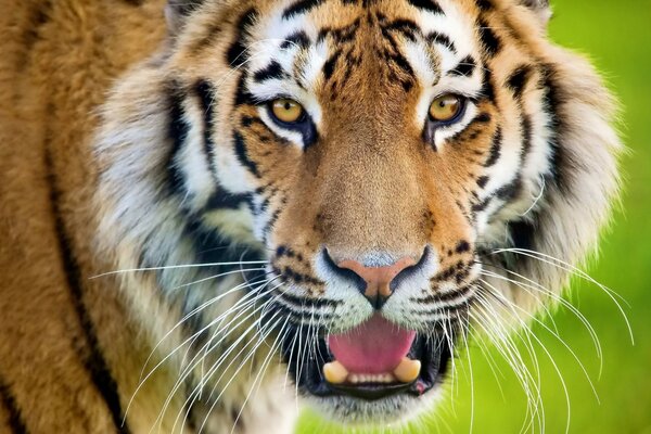 A tiger in nature with an open mouth