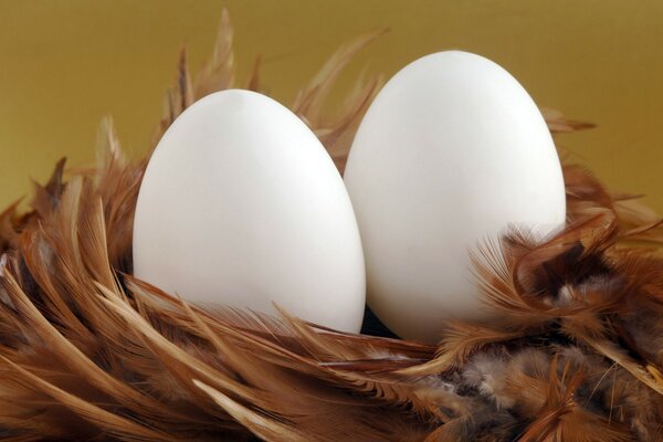 Zwei weiße Eier, umgeben von Federn