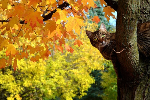 A cat on a tree branch in autumn