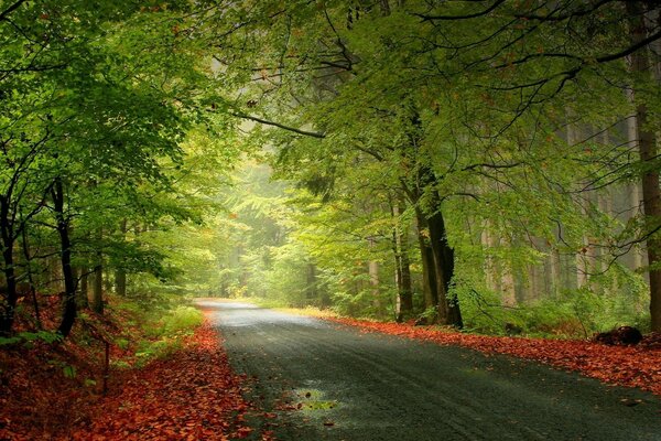 Route dans la forêt d automne avec des arbres verts