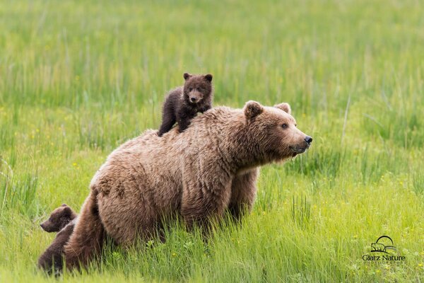 Der Bär mit den Kindern kam heraus, um zu spielen und nach Nahrung zu suchen