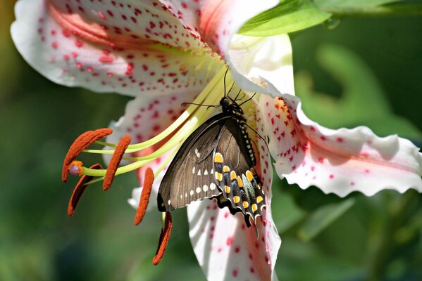 Motyl na otwartym kwiatku lilii