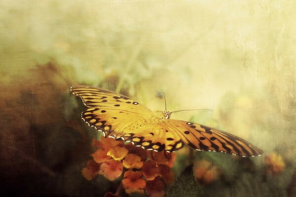 Incredible butterfly wings on a stylish background