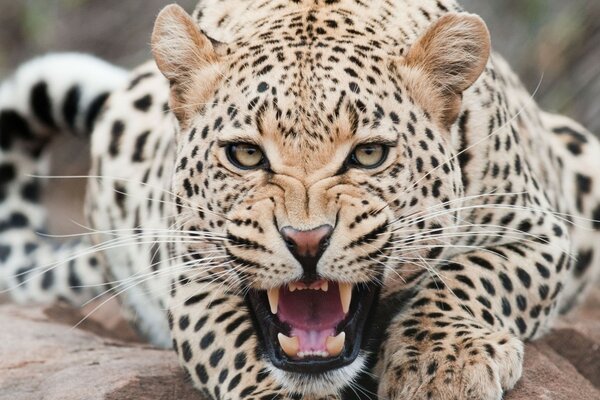 Magnífico leopardo de cerca