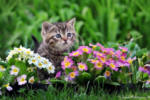 Gattino carino in cespugli di primula luminosi