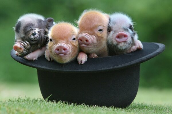 Four piggy brothers are sitting in a hat