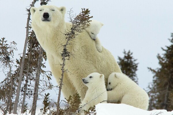 Mamá oso polar con pequeños cachorros