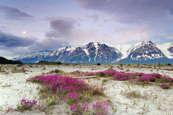 Bellissimi fiori rosa sullo sfondo delle montagne