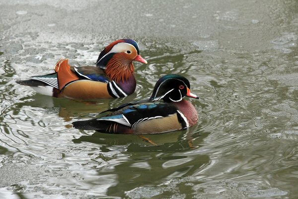 Mandarin ducks on a freezing lake