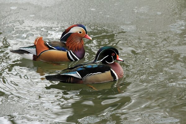 Pato mandarín en un lago congelado