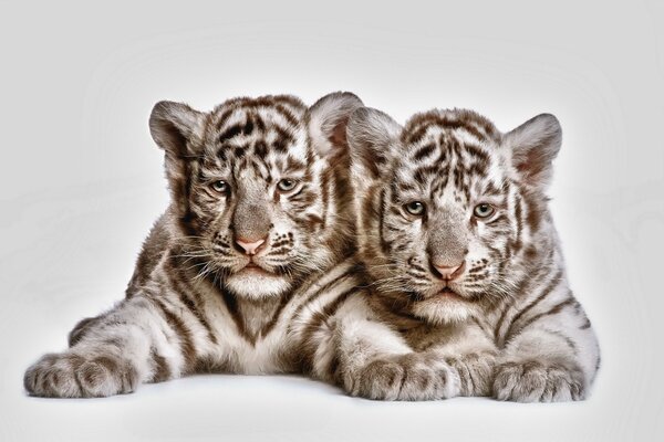 A pair of unusual tiger cubs. Wild cats