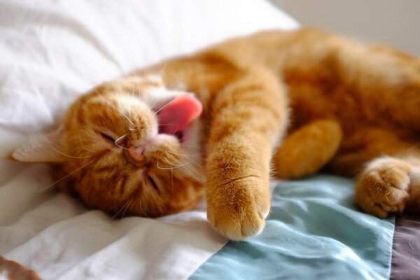 Redhead gatto si trova sul letto e gapes
