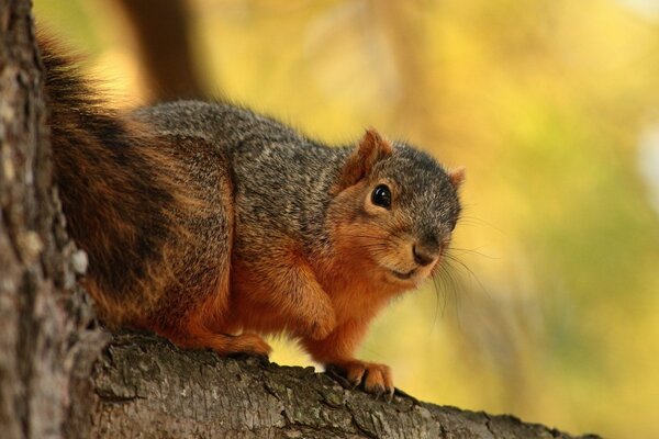 Squirrel sitting on a branch